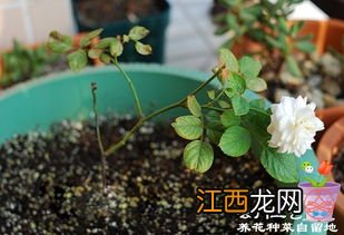 月季牙签苗何时能长粗