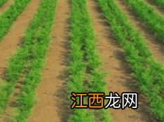 北方胡萝卜种植时间