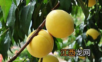 哪里的黄桃好吃