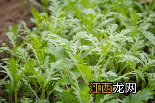 北方雪里红种植时间