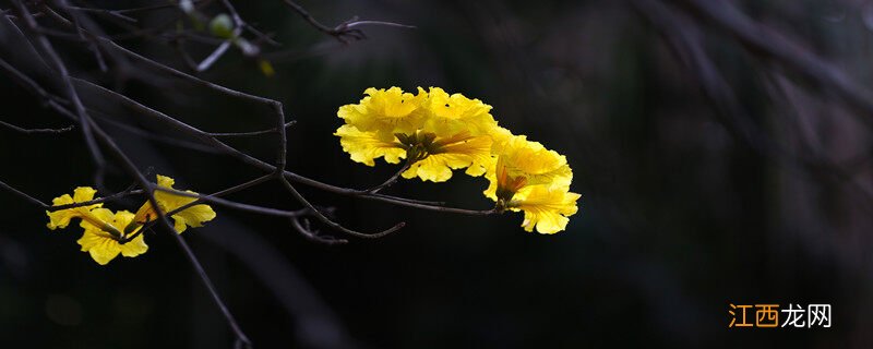 黄花风铃木花期有多长时间 黄花风铃木花期