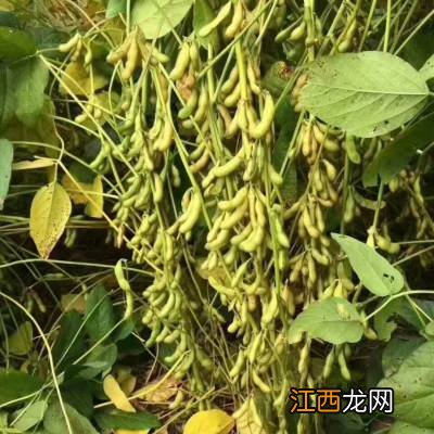 大豆矮壮素啥时候喷