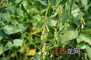 大豆矮壮素啥时候喷