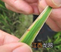 水稻白叶枯病特效药