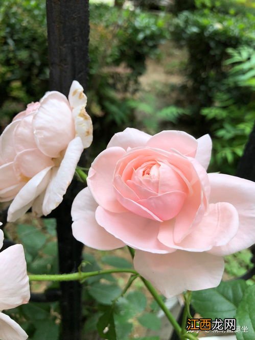 想种植花卉怎么起步