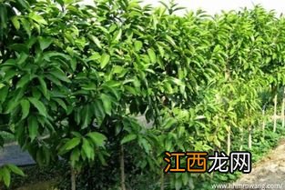 想种植花卉怎么起步