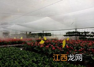 想种植花卉怎么起步