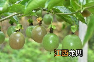 百香果施肥方案