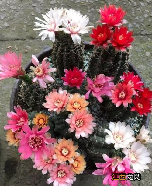 绯花玉施什么肥