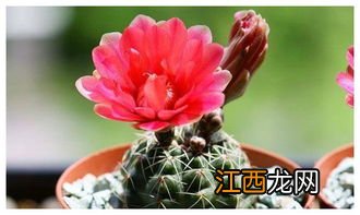 绯花玉施什么肥