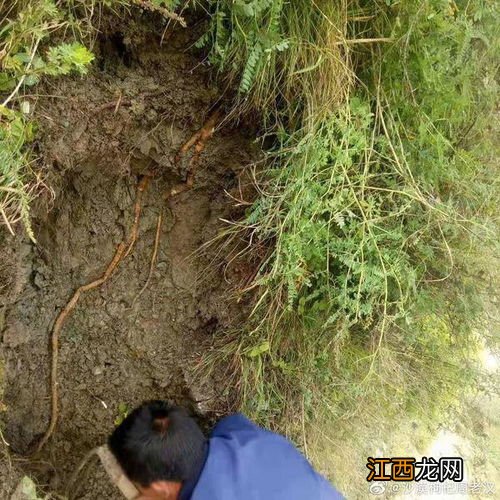 野生黄芪和种植的区别