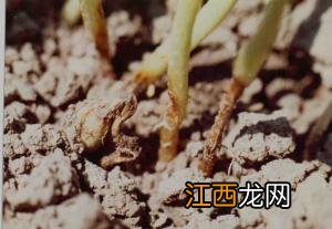 大豆根腐病怎么治疗