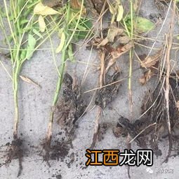 大豆根腐病怎么治疗