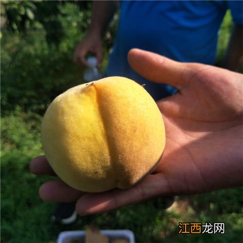 黄金蜜4号桃的缺陷