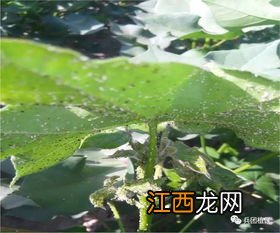 伏蚜怎么治