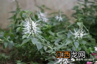 灭草松主治什么草