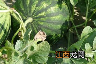 西瓜叶片发黄什么原因