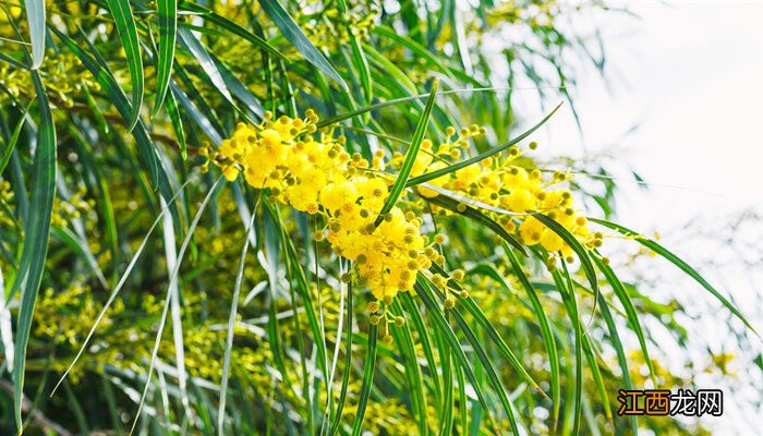 金合欢 花 金合欢花有毒吗