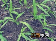 白芨几月份种植