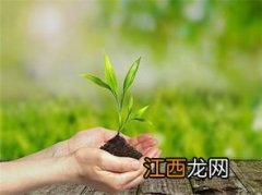 苏云金杆菌兑水比例