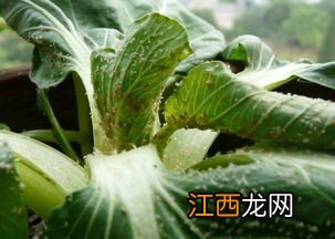 菜打了农药吃了怎么办