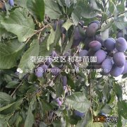 国峰十七号李品种介绍