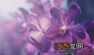 凤蝶兰种植方法和注意事项，蝴蝶兰的种植方法及养护