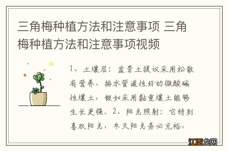 三角梅种植方法和注意事项 三角梅种植方法和注意事项视频