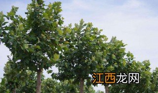 法桐种植养护方法注意事项有哪些 法桐种植养护方法注意事项