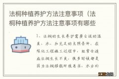 法桐种植养护方法注意事项有哪些 法桐种植养护方法注意事项