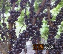 嘉宝果适合种植地区