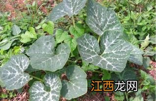 秋南瓜种植时间