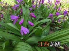 白芨是什么药材