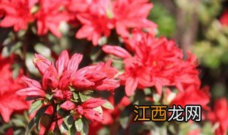 映山红怎么种植 映山红种植方法和注意事项