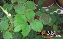 月季花黑斑病用什么药