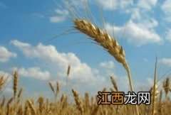 小麦浇水关键时期