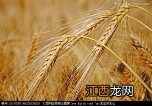 小麦麦芒尖发黄干枯