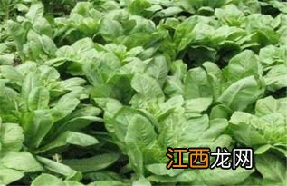 油菜栽培管理主要包括哪些内容