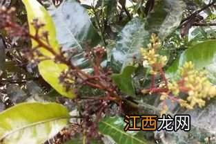 春雷噻唑锌能治什么病