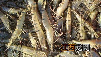 对虾烂鳃治疗方法