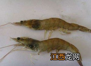 对虾烂鳃治疗方法