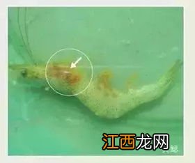 对虾烂鳃治疗方法