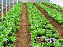 六月种植什么蔬菜