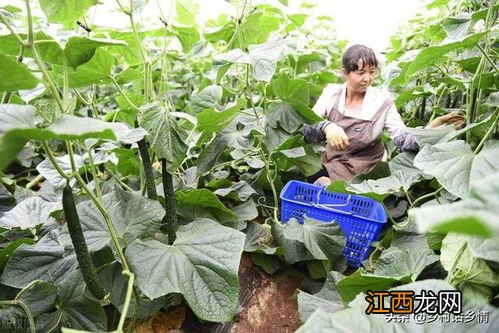 六月种植什么蔬菜