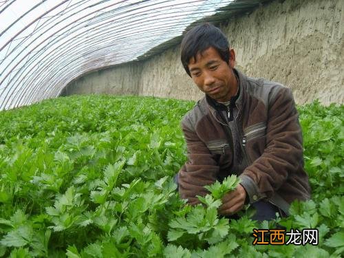 关于水芹病害虫，你知道怎样防治吗