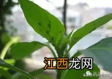 辣椒落花落果的原因
