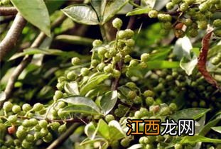 青花椒几月份采摘