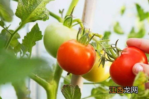 西红柿的密度大还是辣椒的密度大