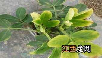 花生黄叶是怎么回事