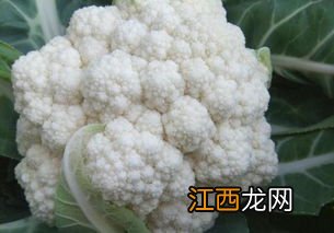 秋花菜种植时间